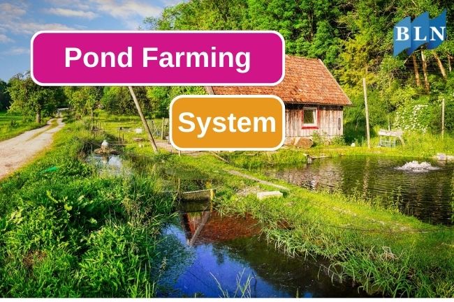 Pond Farming System in Aquaculture